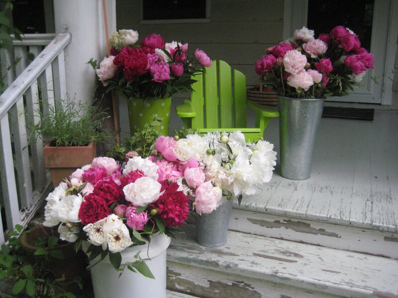Peonies in Buckets