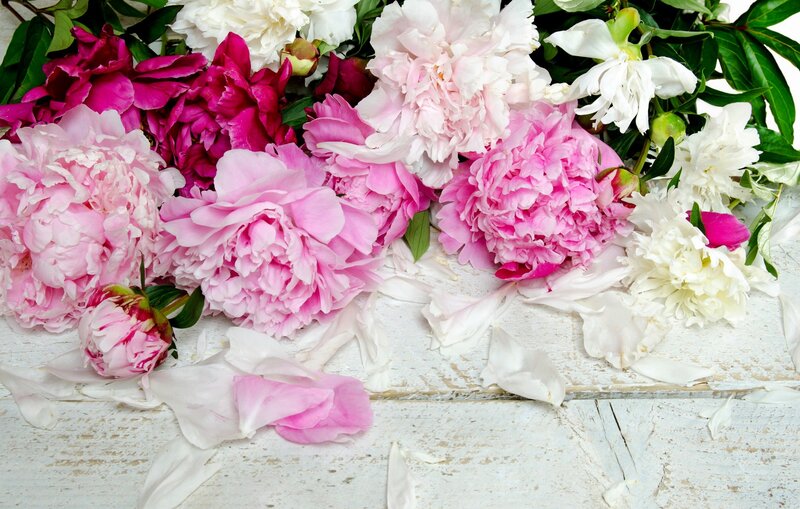 Peonies on White Wood