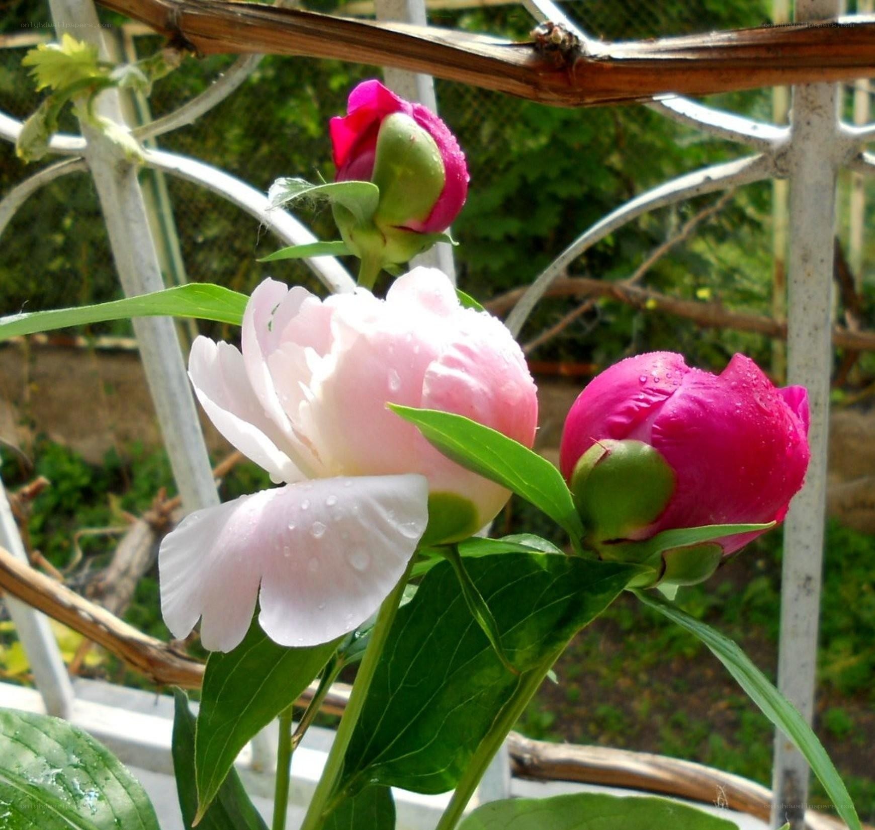 Peonies with dew drops