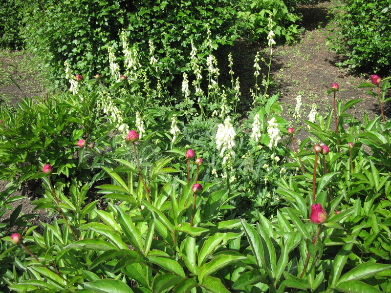 Peony and Aconite Flowers