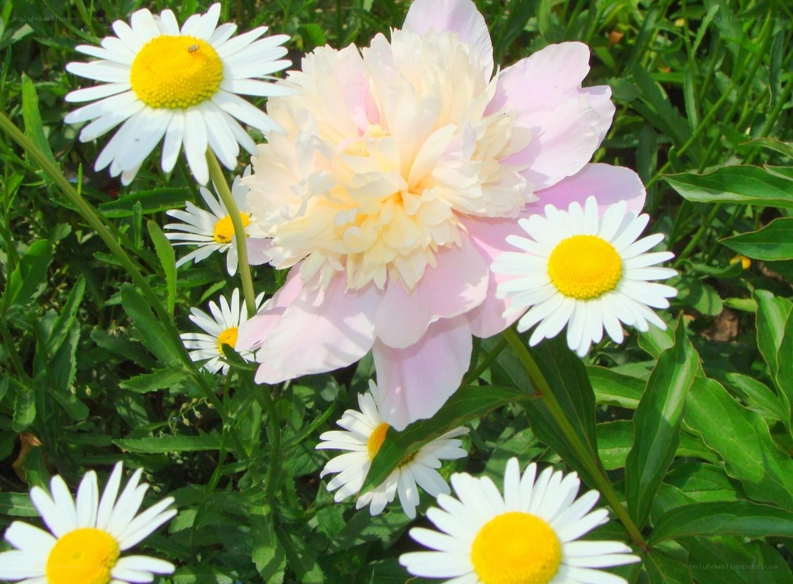 Peony and daisies in garden