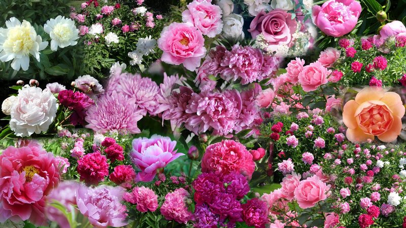 Peony and Rose Flowers