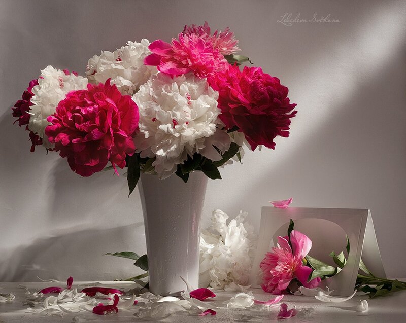 Peony Bouquet in Vase — White, Serene, Photograph, Petals