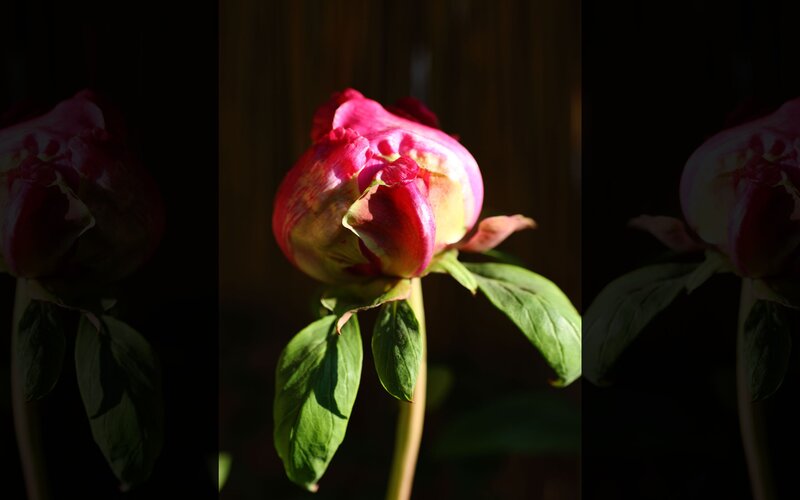 Peony bud in sunlight