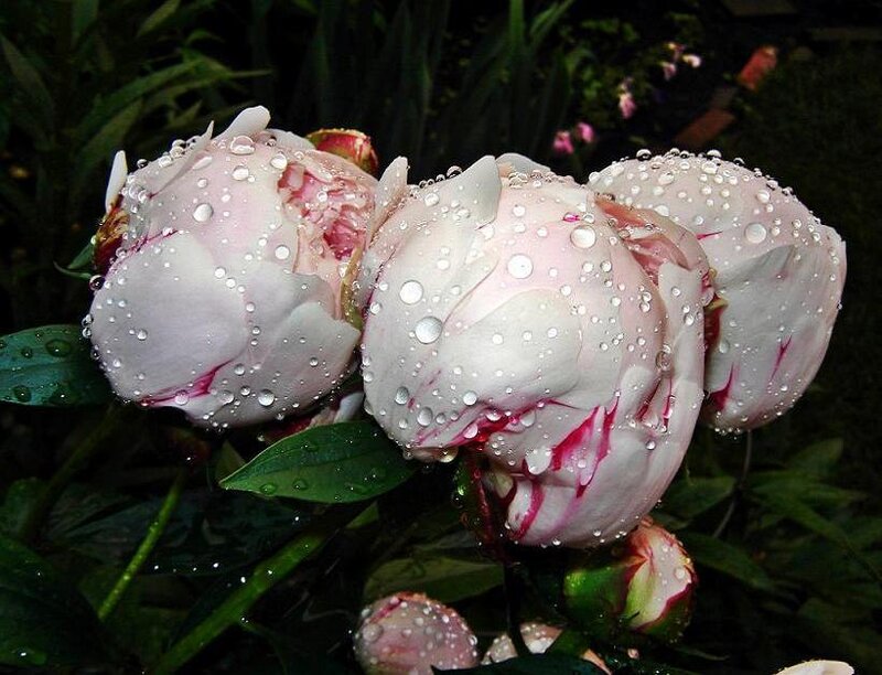 Peony Buds with Water Droplets