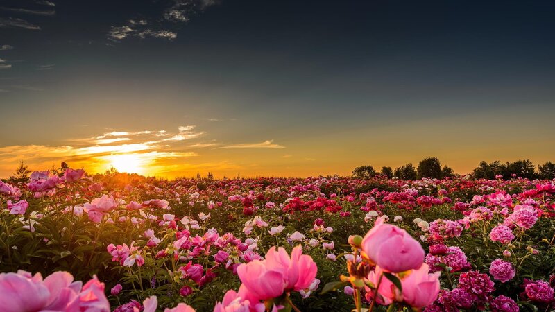 Peony Field at Sunset