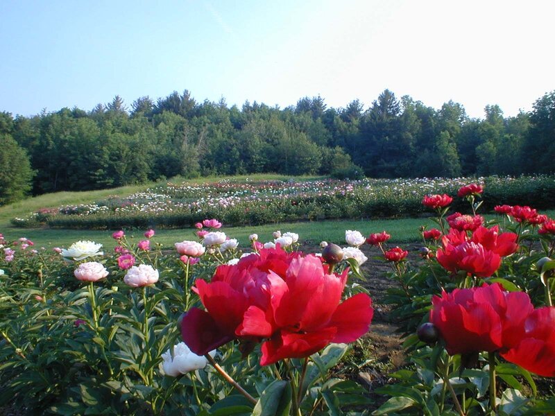 Peony field in bloom