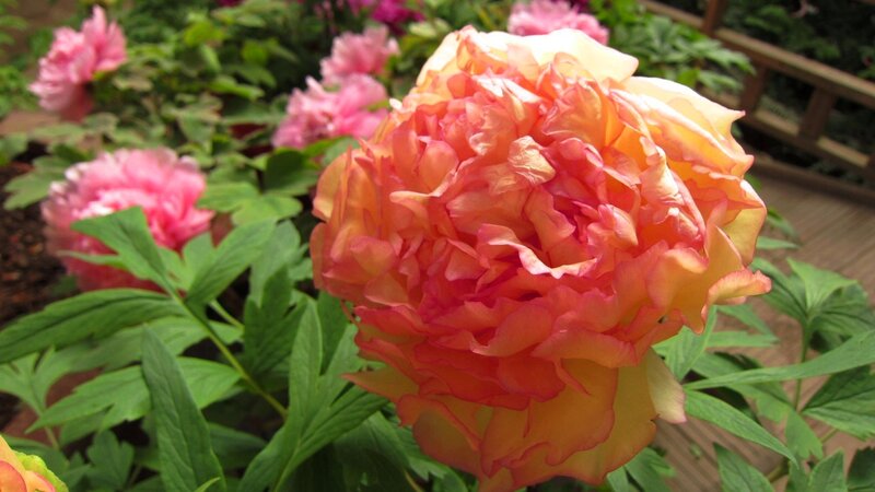 Peony Flower in Bloom