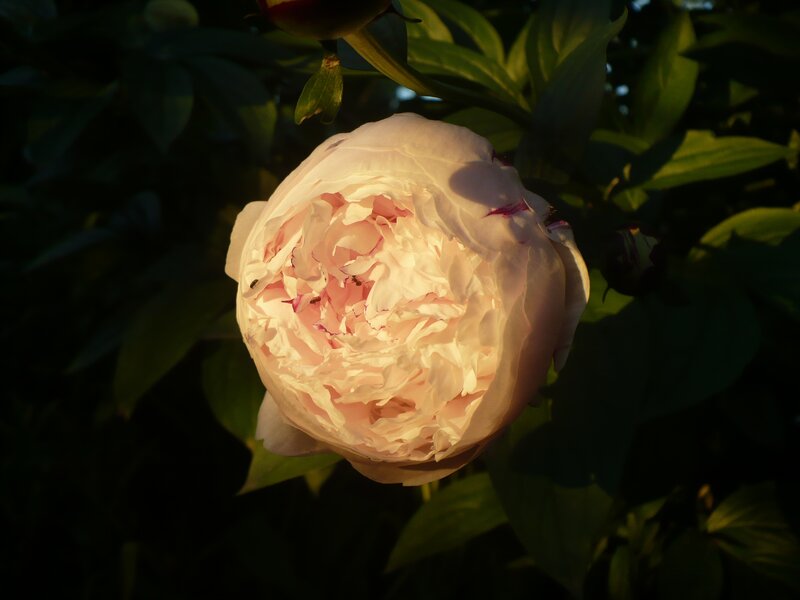 Peony Flower in Bloom — White, Dramatic
