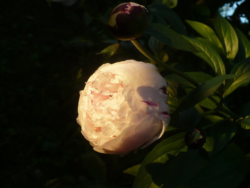 Peony Flower in Bloom — White