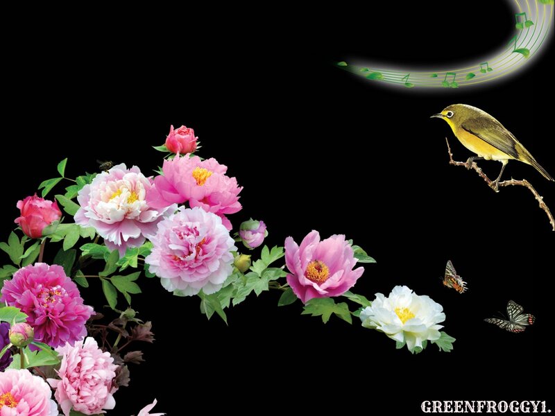 Peony Flowers and Bird — Pink