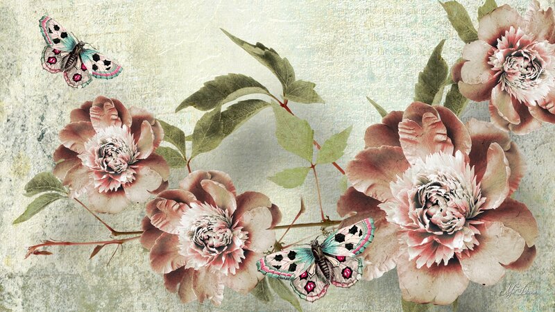 Peony Flowers and Butterflies — Pink