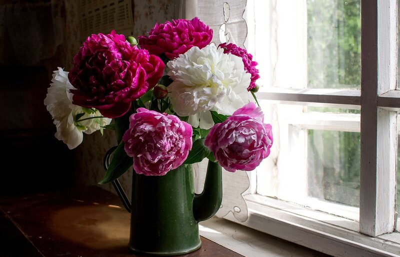 Peony Flowers in a Pitcher