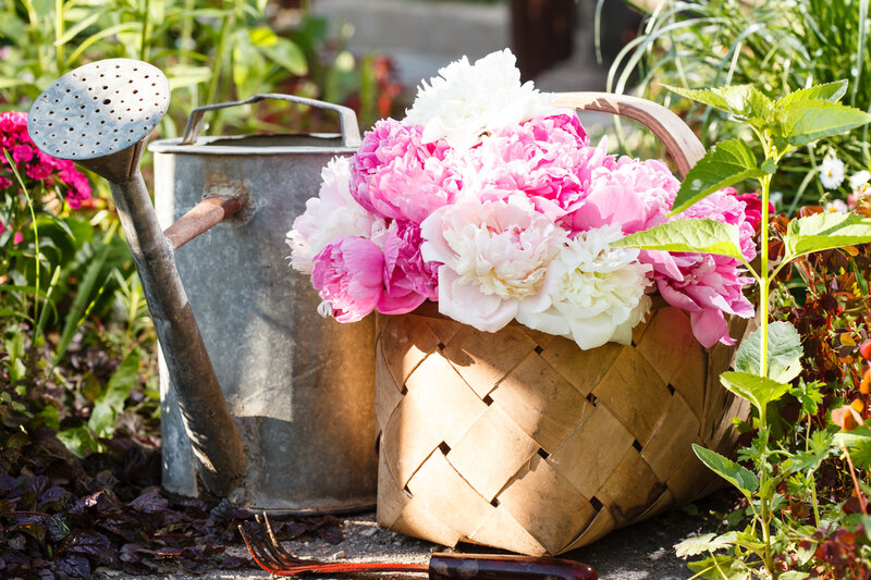Peony Flowers in Basket — Pink, Serene