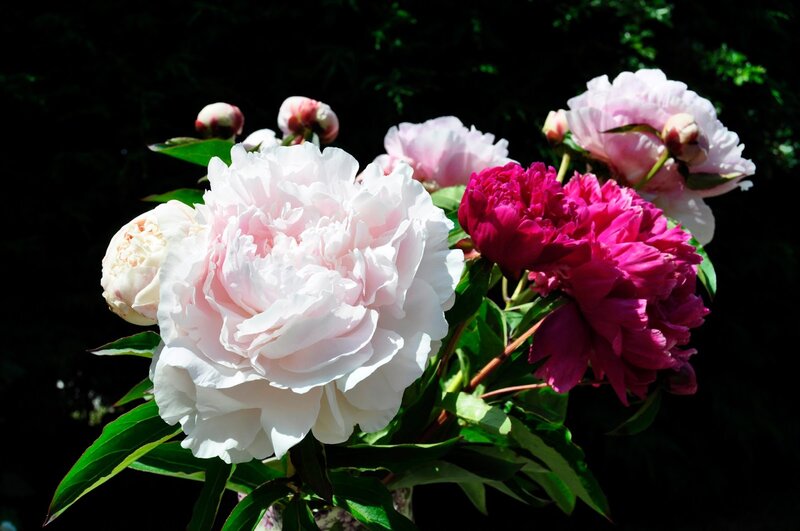 Peony Flowers in Bloom — Pink