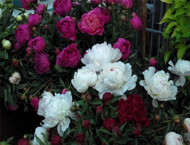 Peony Flowers in Bloom