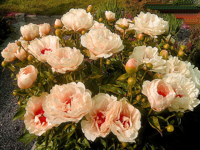 Peony Flowers in Bloom — White