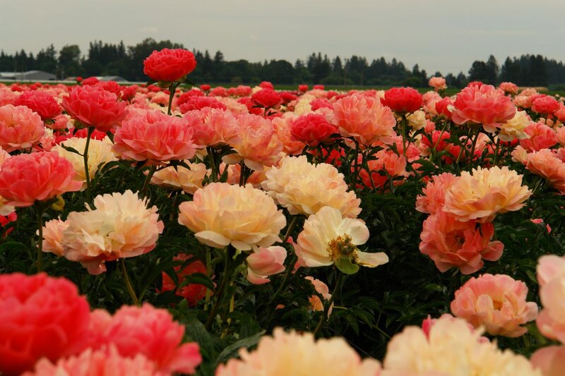Peony Flowers in Field