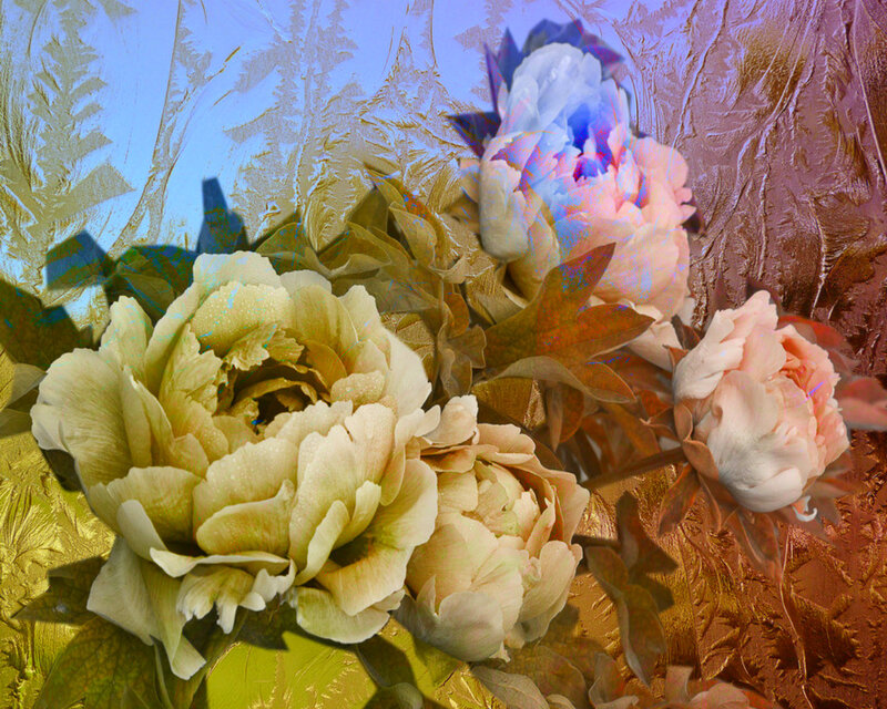 Peony Flowers in Frost