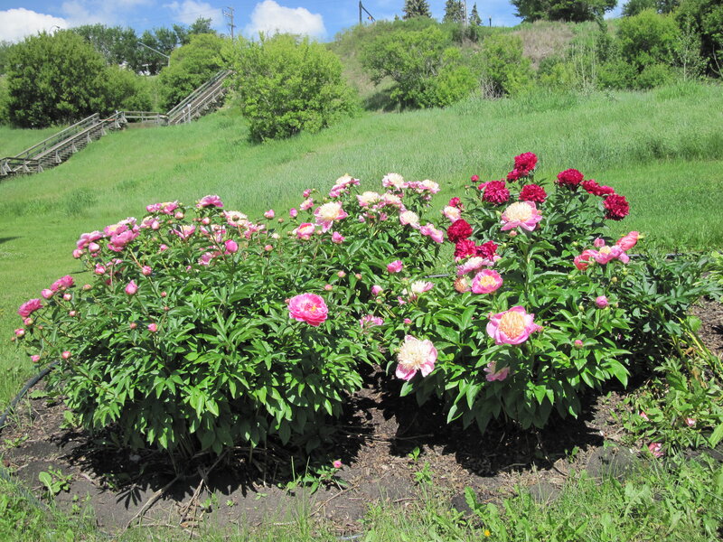 Peony Flowers in Garden — Green