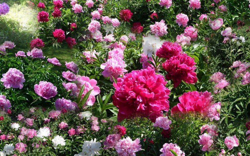 Peony Flowers in Garden — Pink, Serene