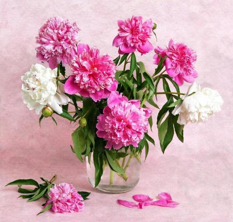Peony Flowers in Vase — Pink, Calm, Spring