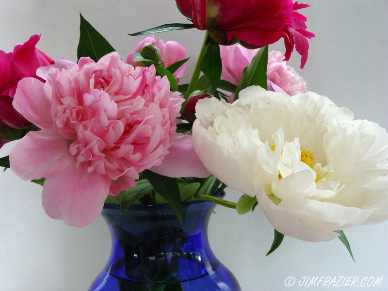 Peony Flowers in Vase — Pink, Calm