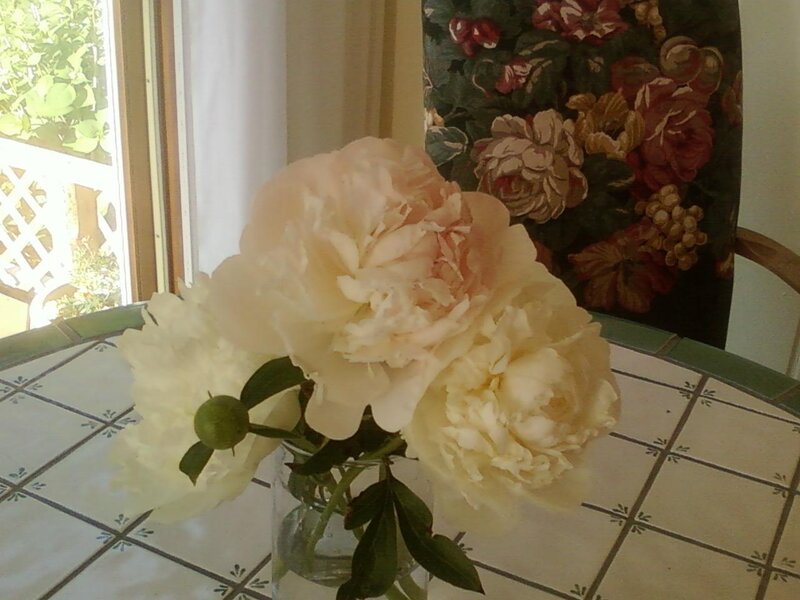 Peony Flowers in Vase — White, Calm, Afternoon