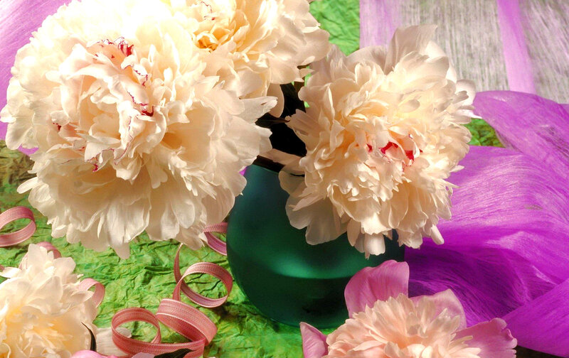 Peony Flowers in Vase — White, Calm, Photograph, Ribbons