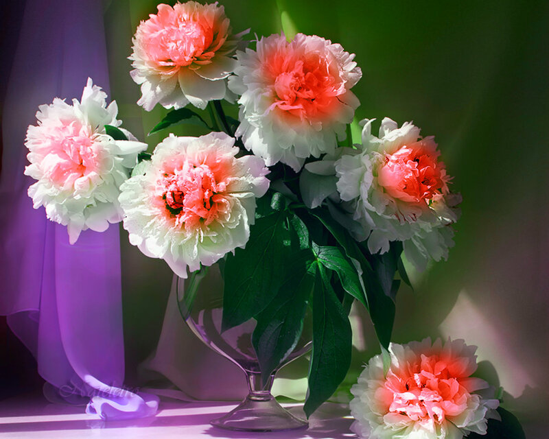 Peony Flowers in Vase — White, Dramatic