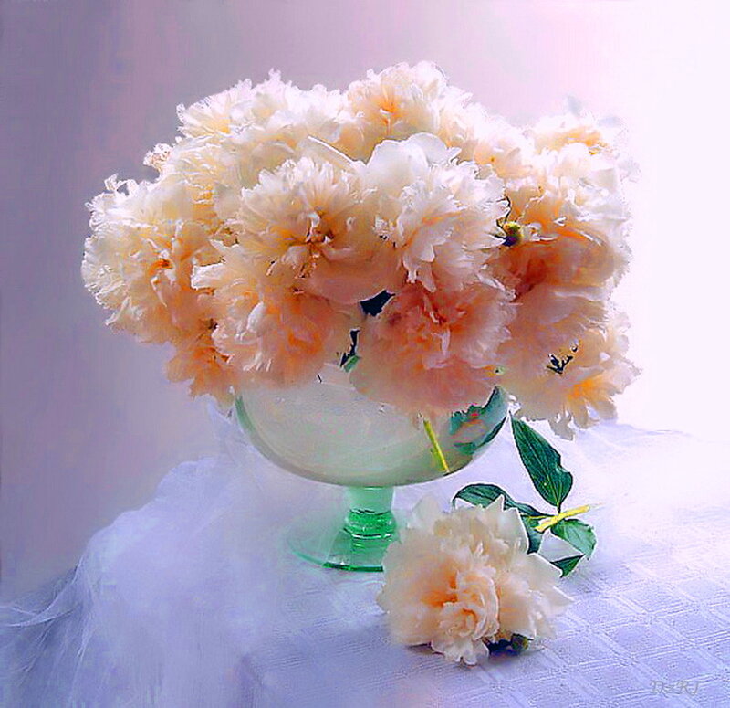 Peony Flowers in Vase — White, Serene