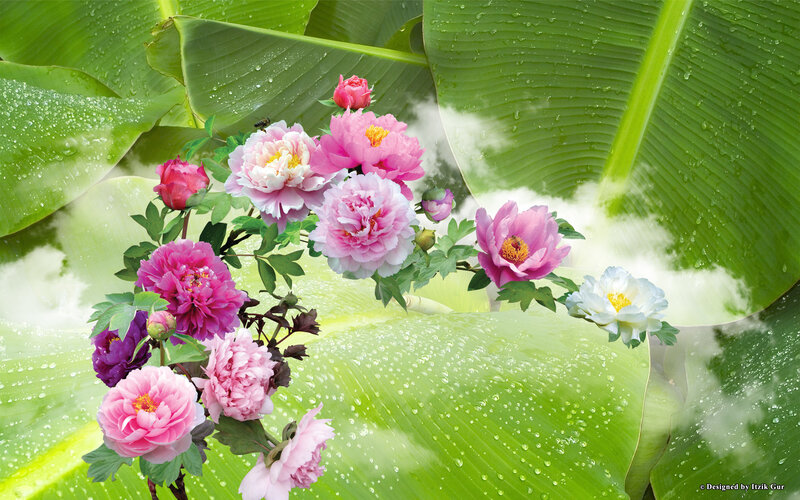 Peony Flowers on Leaves