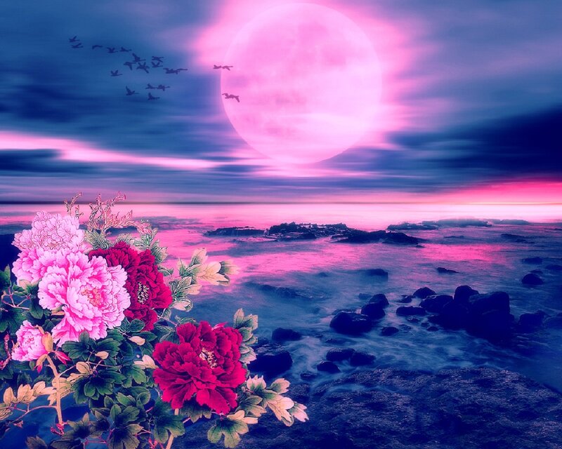 Peony Flowers on Rocks — Pink