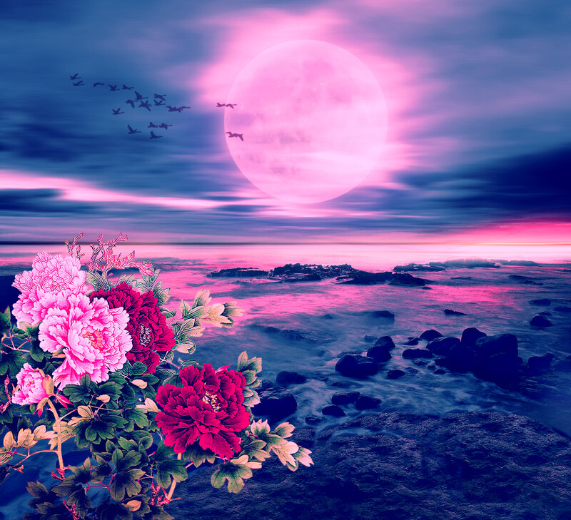 Peony Flowers on Rocks