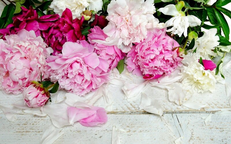 Peony Flowers on Wood