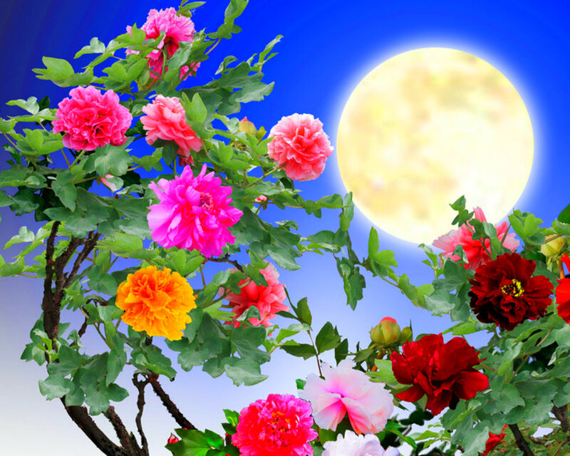 Peony Flowers under Moon