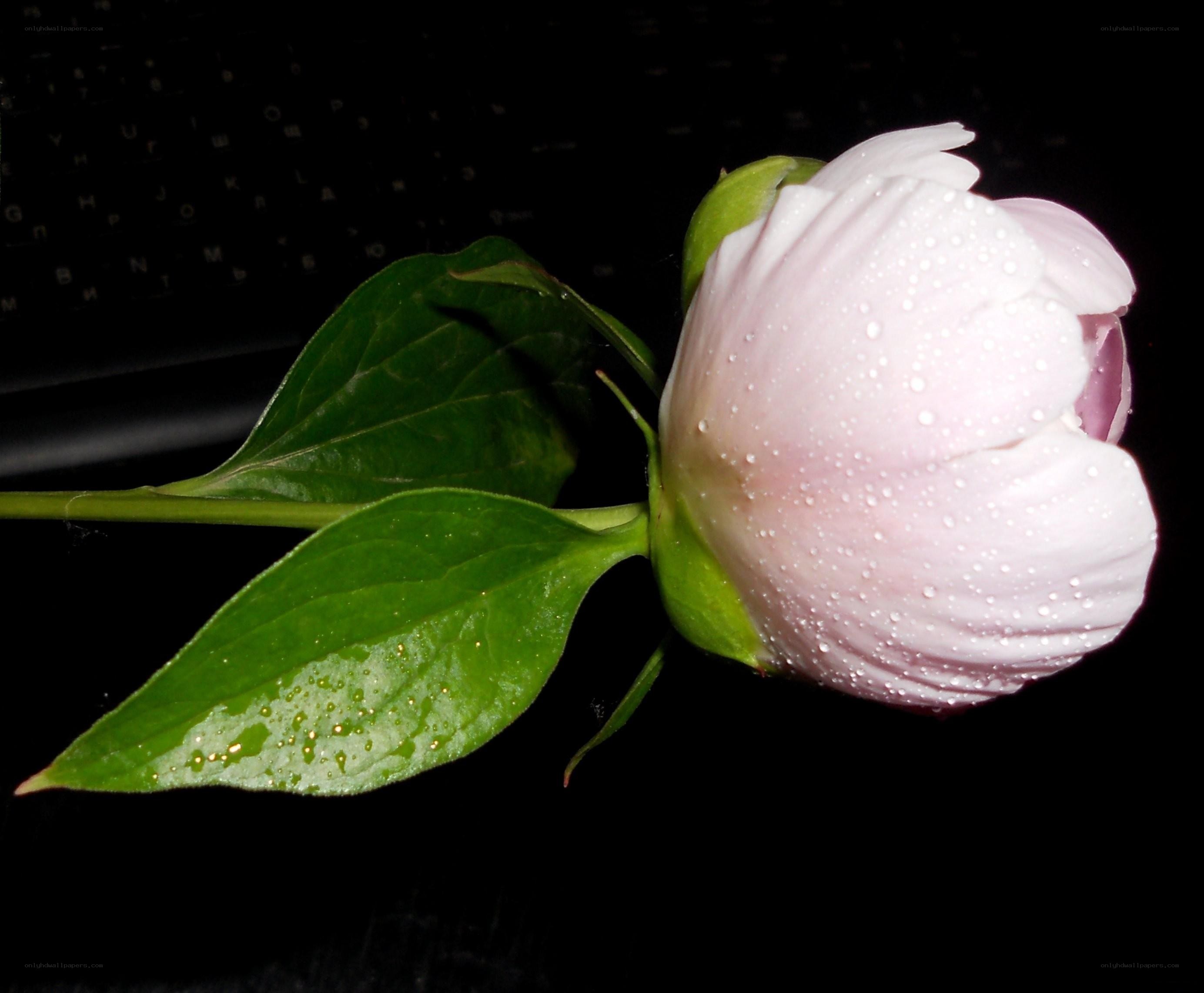 Peony with water droplets