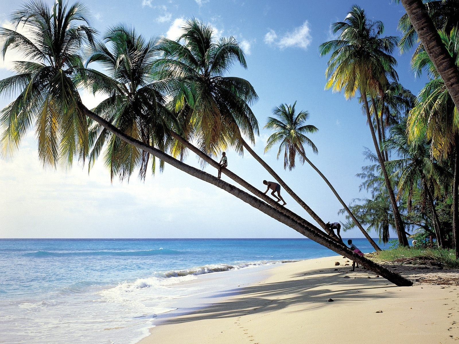 People climbing a fallen palm tree