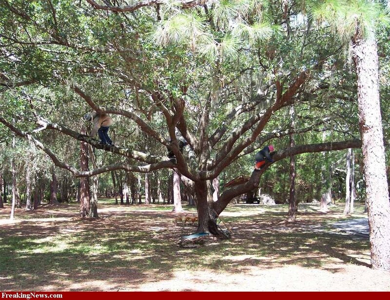 People Climbing Tree