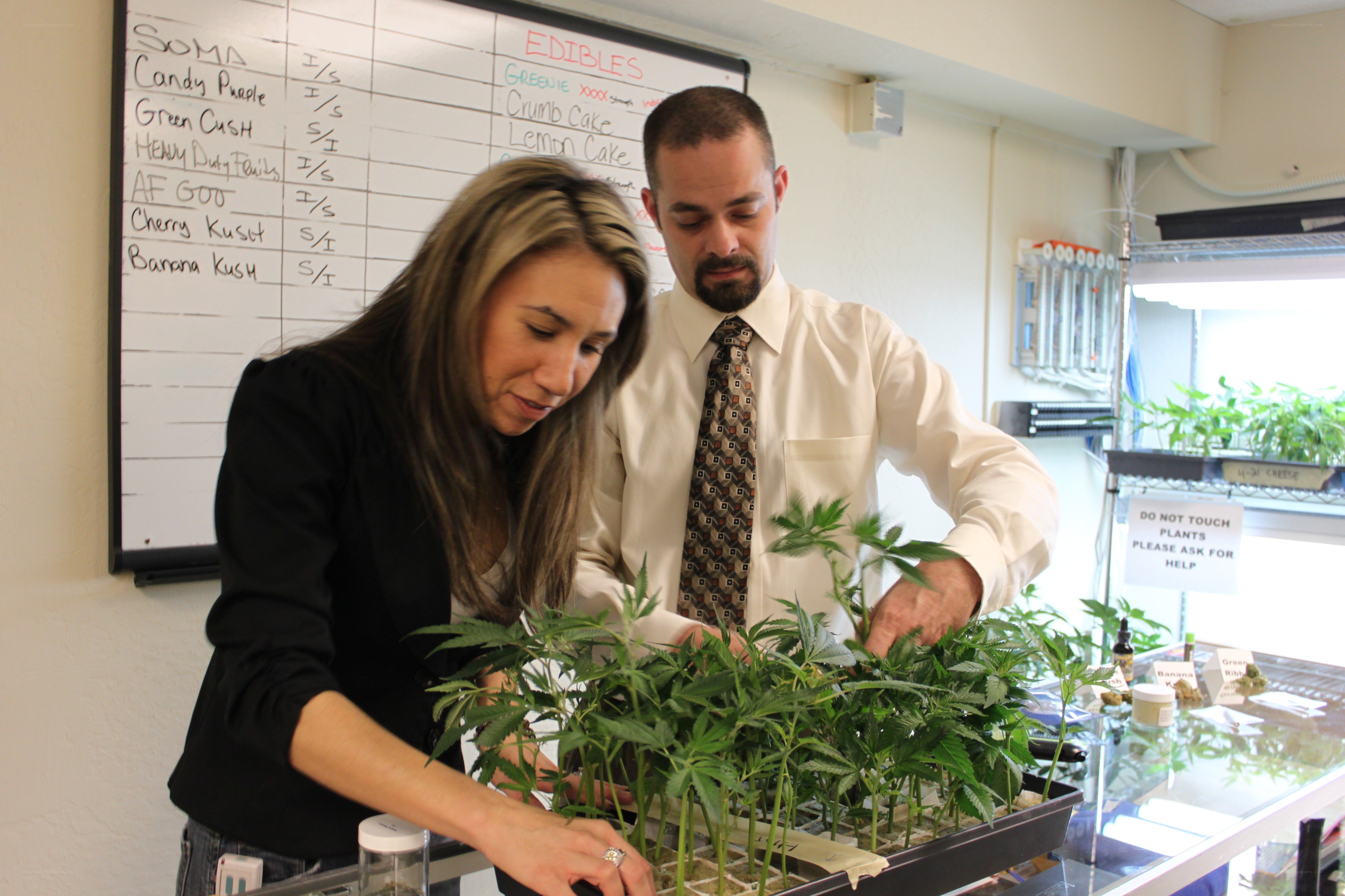 People examining cannabis plants