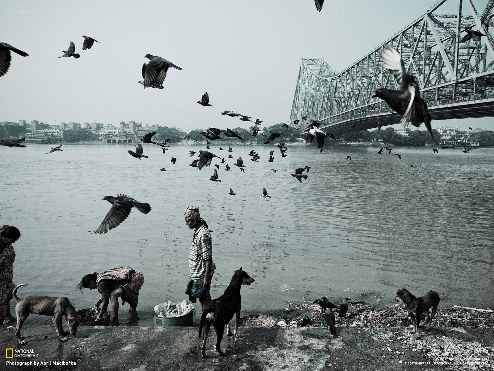 People feeding birds by a river
