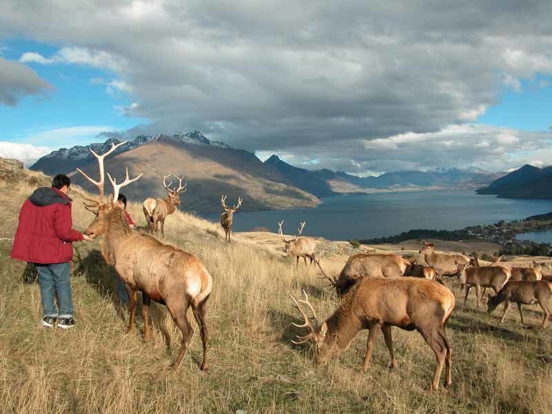People feeding deer on a hillside