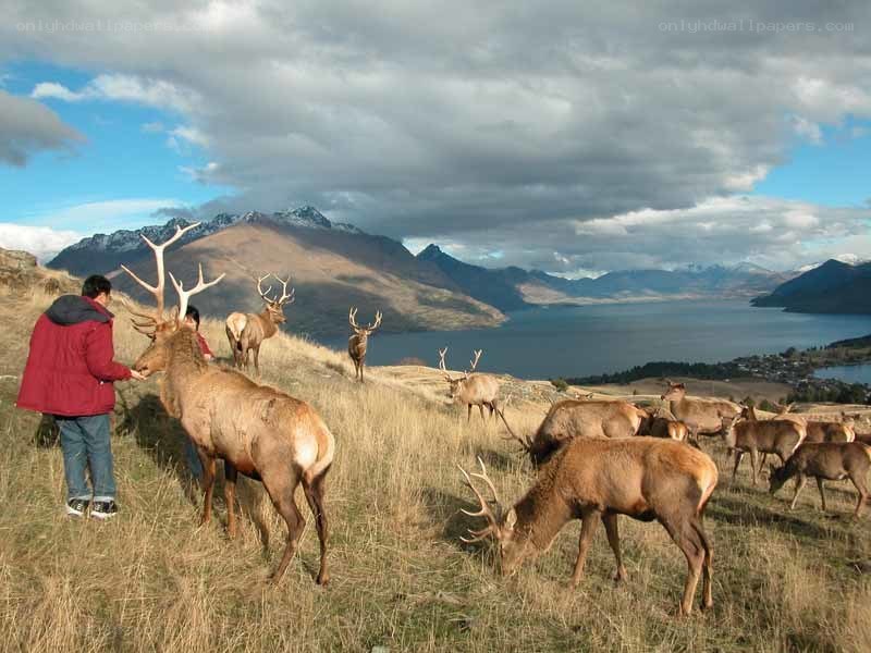 People feeding deer on a hillside