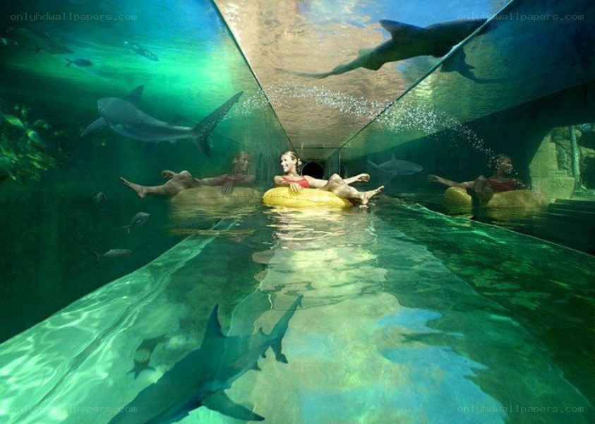 People floating in shark tank