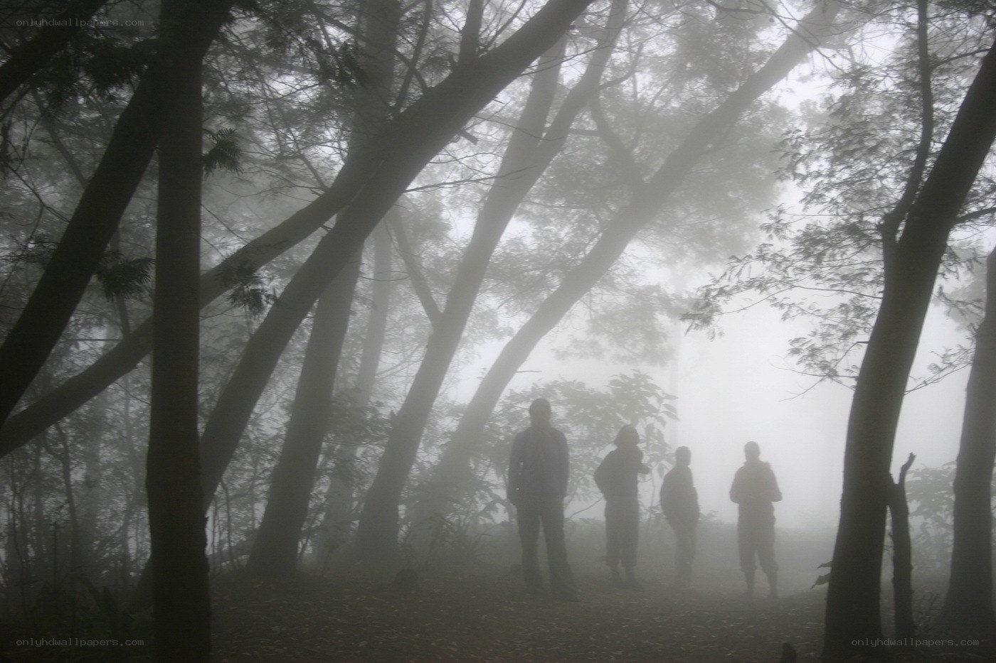 People in a foggy forest