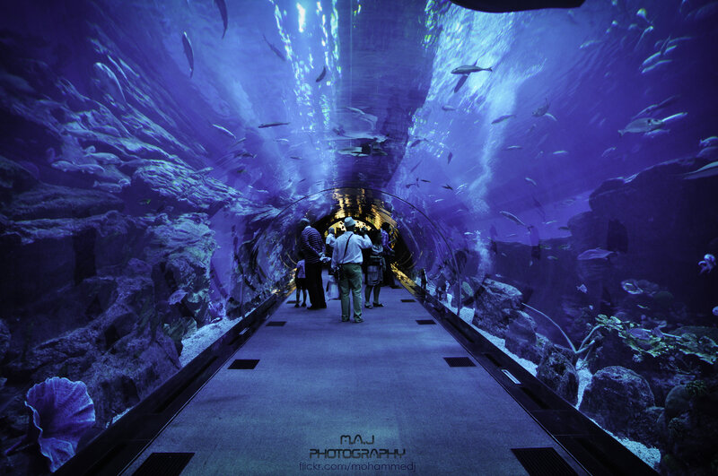 People in Aquarium Tunnel — Blue