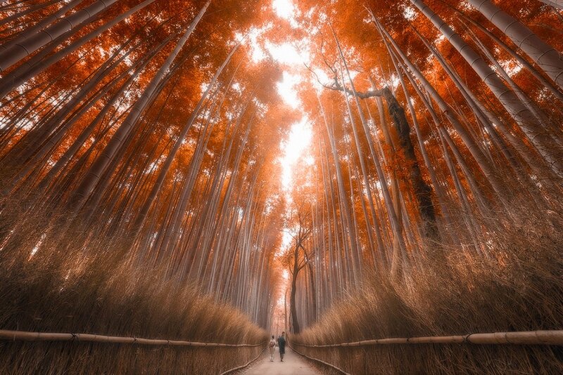 People in Bamboo Forest