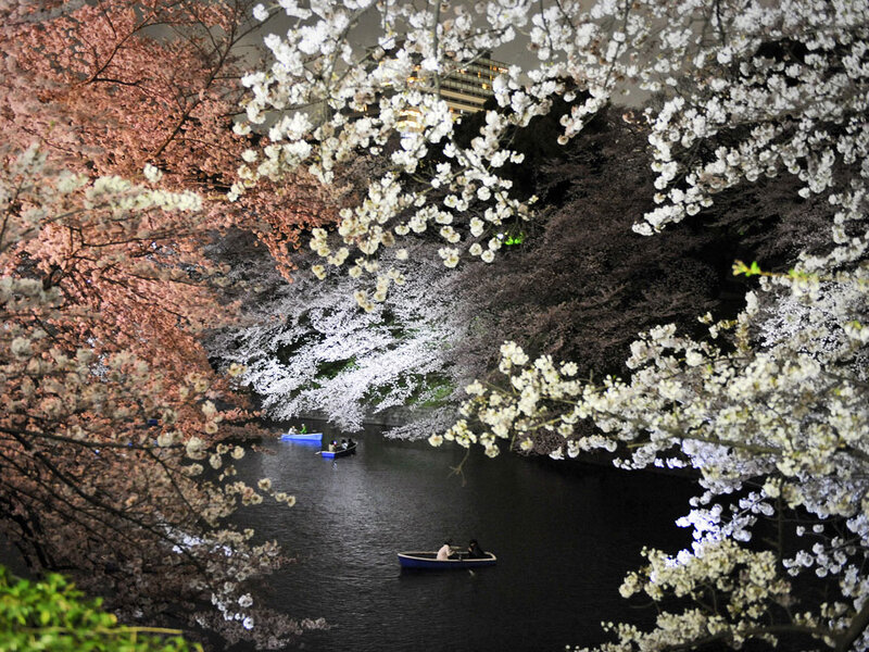 People in Boats under Cherry Blossoms