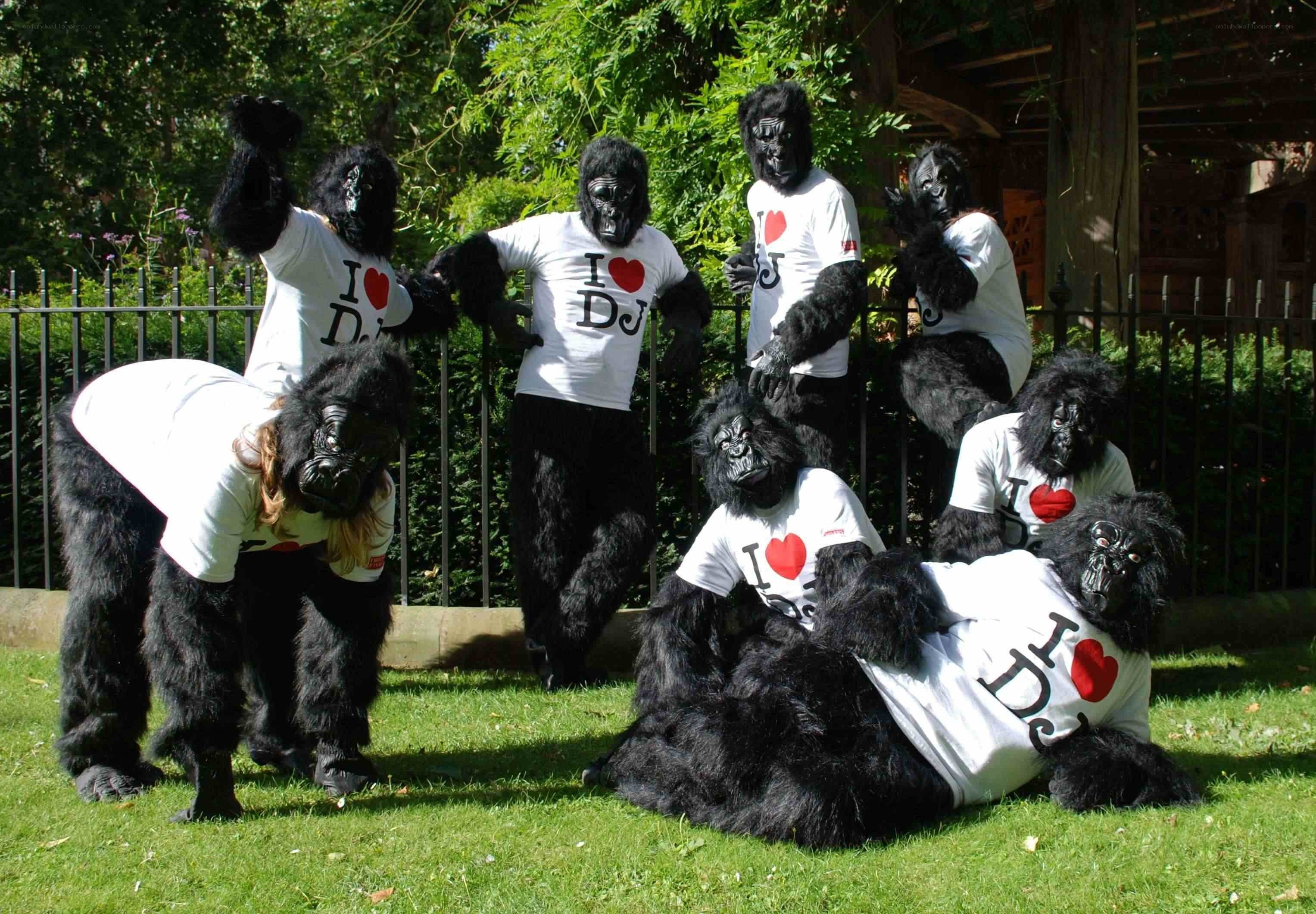 People in gorilla costumes