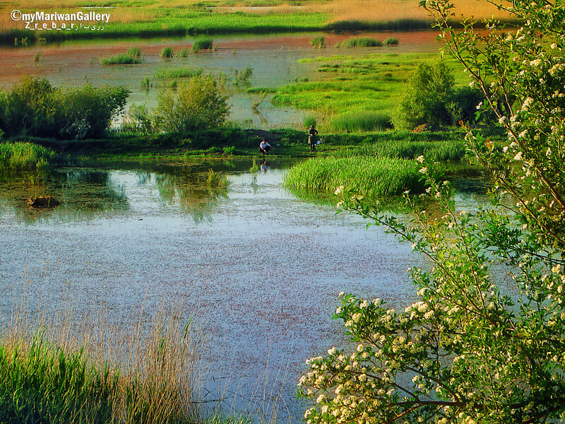 People Near Wetland